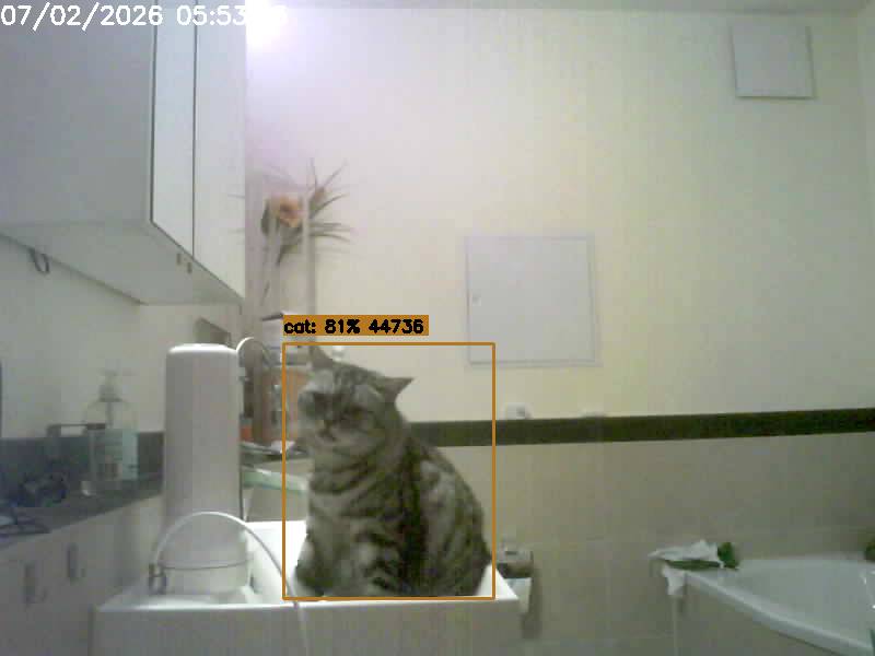 Frigate erkennt die Katze im Waschbecken mit 81 % Sicherheit